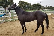 �¸��Ǻұ� (SEUNGRIUI BULGIL) ����