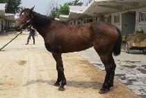 ���罺�� (BLUE STEP) ����