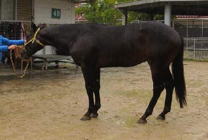 �����Ĺ ����