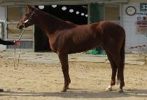 ���ռ� (DAEDAE SONSON) ����