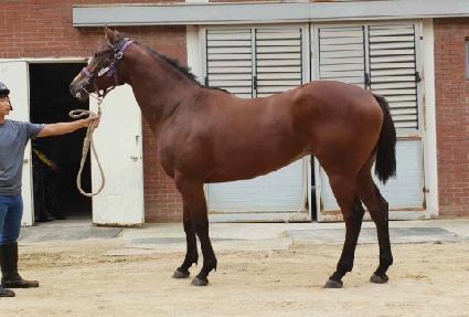 Ʈ��ñ״�ó ����