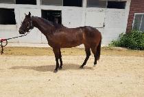 ��¾Ʒ��� (RAON ARES) ����