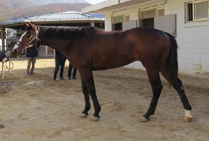 ���̾�ų�� ����