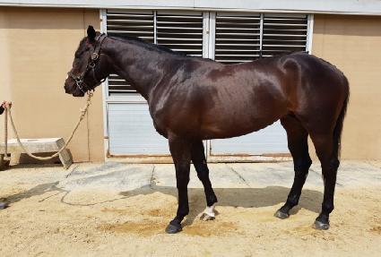 ����Ƽ�� ����