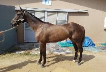 ������� (SINHEUNG BULPAE) ����