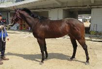 ���д�ũȣ�� (MUNHAK DARK HORSE) ����