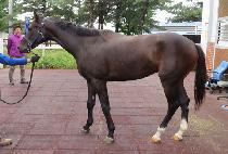 ���ʺ극�� (MACHO BRESSIE) ����