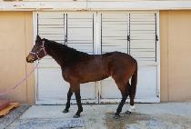 �����帮�� (YES DREAMER) ����