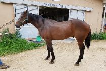 ����Ĺ (SEOBU CAT) ����