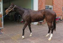 ��ġ�����̵� (MANGCHI BLADE) ����