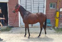 ��������Ʈ (MAJOR HIT) ����