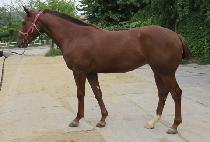 �����è�� (SPECIAL CHAMP) ����