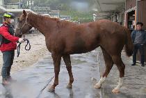 �����Ƽ (SEOUL CITY) ����