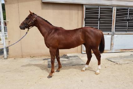 ŷ�轺 ����