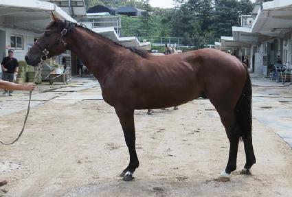 ���ϵ彺ī�� ����