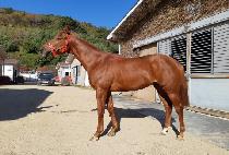 NUMBER ONE STAR picture