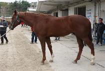 �ҿ�� (BUL UN BI) ����