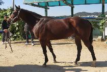 �߸���Ÿ (BALLISTA) ����