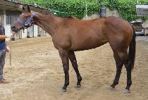 ����ѴϹ� (RAON HANNIBAL) ����