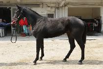 ���丮���� (VICTORY JOY) ����