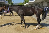 ��콺�� (SOUTH BAN) ����