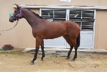 ��ũ�� (ACRA) ����