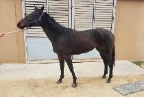 �������̽� (SOUTHERN ACE) ����