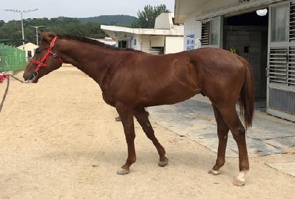 �ڸ��ƴ���� ����