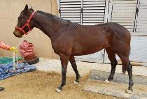 �и����Ʈ (MILLION BEAT) ����