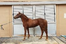 �йи�è�� (FAMILY CHAMP) ����