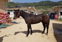 ���̽��� (ACE BOOM) ����