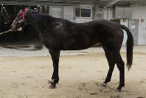 ť�ǵ��屺 (CUPID JANGGUN) ����