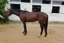 ����Ÿ�̰� (SAND TIGER) ����