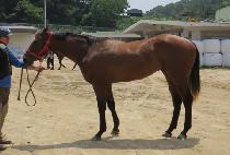 ����ȣũ (MY HAWK) ����