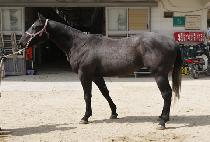 ����Ʈ���� (BEST WANGJA) ����