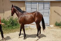 ź��Ʈ (TANGENT) ����