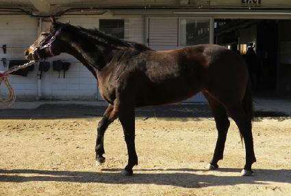 �÷�������Ÿ ����