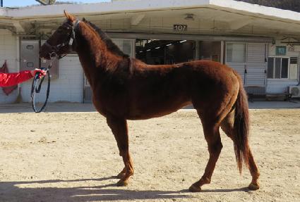 ���������̵� ����