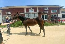 Ȳ�ݹ̼� (HWANGGEUM MISO) ����