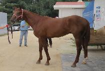 SIGANUI SUMGYEOL picture