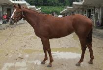 ��� (GI RO) ����