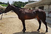 ����Ʈ���� (BEST LINE) ����