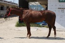 ������� (TOUR BROTHER) ����