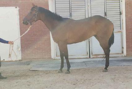 �����ž ����