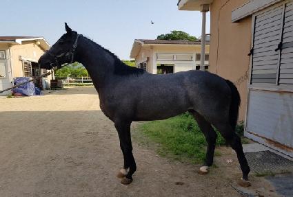 õ���ǿ︲ ����