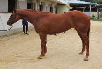 �޴Ͻ��ĵ� (MENI STAND) ����