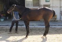 �ο�����Ƽ (ROYAL SMARTY) ����