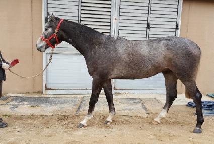 ŷ���꽺Ÿ ����