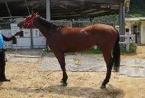 ��ȫ (GEOM HONG) ����