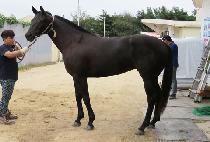 �����η��̵� (SUNSHINE  LADY) ����